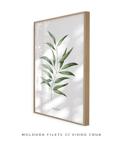 Quadro Decorativo Eucalyptus - Flowersjuls - Quadros decorativos botânicos | Aquarelas autorais