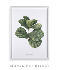 Quadro decorativo Ficus Lyrata - Flowersjuls - Quadros decorativos botânicos | Aquarelas autorais