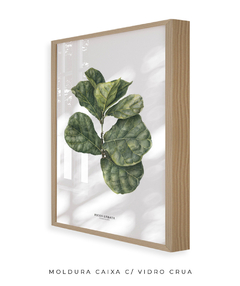 Quadro decorativo Ficus Lyrata