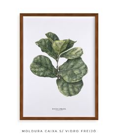 Quadro decorativo Ficus Lyrata - comprar online