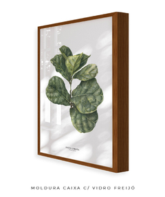 Quadro decorativo Ficus Lyrata na internet