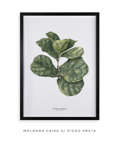 Quadro decorativo Ficus Lyrata - Flowersjuls - Quadros decorativos botânicos | Aquarelas autorais