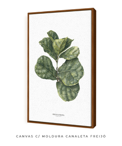 Quadro decorativo Ficus Lyrata - comprar online