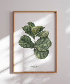 Quadro decorativo Ficus Lyrata