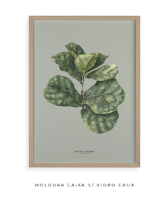 Imagem do Quadro Decorativo Ficus Lyrata - Fundo Pistacchio