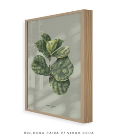 Quadro Decorativo Ficus Lyrata - Fundo Pistacchio - comprar online