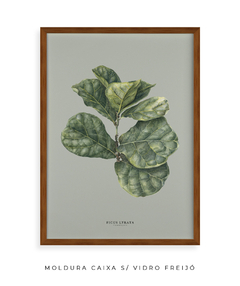 Quadro Decorativo Ficus Lyrata - Fundo Pistacchio - Flowersjuls - Quadros decorativos botânicos | Aquarelas autorais