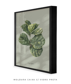 Quadro Decorativo Ficus Lyrata - Fundo Pistacchio