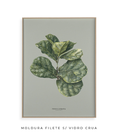 Quadro Decorativo Ficus Lyrata - Fundo Pistacchio - Flowersjuls - Quadros decorativos botânicos | Aquarelas autorais