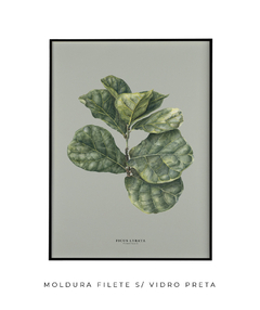 Quadro Decorativo Ficus Lyrata - Fundo Pistacchio
