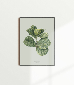 Quadro Decorativo Ficus Lyrata - Fundo Pistacchio