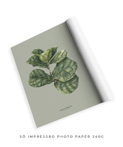 Quadro Decorativo Ficus Lyrata - Fundo Pistacchio - comprar online