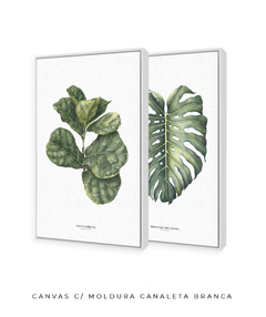 Quadro Decorativo Ficus Lyrata + Monstera Deliciosa - Flowersjuls - Quadros decorativos botânicos | Aquarelas autorais