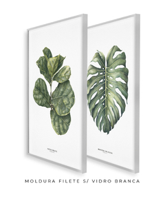 Quadro Decorativo Ficus Lyrata + Monstera Deliciosa - Flowersjuls - Quadros decorativos botânicos | Aquarelas autorais