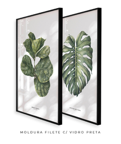 Quadro Decorativo Ficus Lyrata + Monstera Deliciosa - Flowersjuls - Quadros decorativos botânicos | Aquarelas autorais