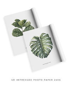 Quadro Decorativo Ficus Lyrata + Monstera Deliciosa - loja online