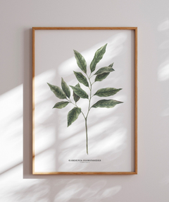 Quadro Decorativo Galho Jasmim Gardênia