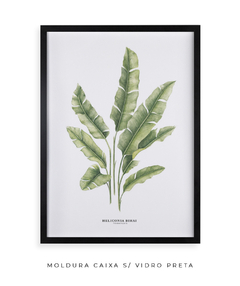 Quadro decorativo Heliconia Bihai - Flowersjuls - Quadros decorativos botânicos | Aquarelas autorais