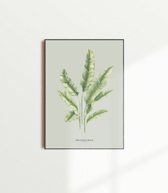 Quadro Decorativo Heliconia Bihai - Fundo Pistacchio