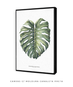 Quadro Decorativo Monstera Deliciosa - loja online