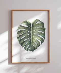 Quadro Decorativo Monstera Deliciosa