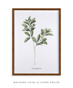 Quadro Decorativo Oliveira - comprar online