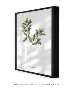 Quadro Decorativo Oliveira