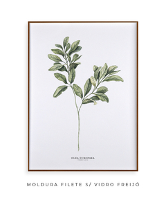 Quadro Decorativo Oliveira - Flowersjuls - Quadros decorativos botânicos | Aquarelas autorais