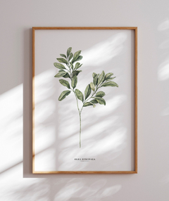 Quadro Decorativo Oliveira