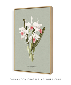 Quadro Decorativo Orquidea Laelia P. Carnea - Fundo Pistacchio - Flowersjuls - Quadros decorativos botânicos | Aquarelas autorais