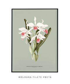 Quadro Decorativo Orquidea Laelia P. Carnea - Fundo Pistacchio - Flowersjuls - Quadros decorativos botânicos | Aquarelas autorais