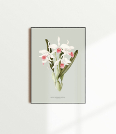 Quadro Decorativo Orquidea Laelia P. Carnea - Fundo Pistacchio