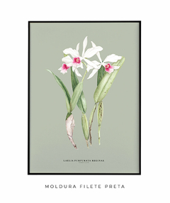 Quadro Decorativo Orquidea Laelia P. Reginae - Fundo Pistacchio - Flowersjuls - Quadros decorativos botânicos | Aquarelas autorais