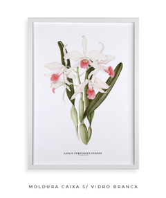 Quadro decorativo Orquídea Laelia Purpurata Carnea - Flowersjuls - Quadros decorativos botânicos | Aquarelas autorais