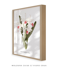 Quadro decorativo Orquídea Laelia Purpurata Carnea