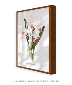 Quadro decorativo Orquídea Laelia Purpurata Carnea na internet