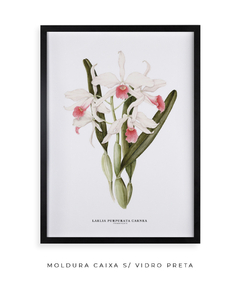 Quadro decorativo Orquídea Laelia Purpurata Carnea - Flowersjuls - Quadros decorativos botânicos | Aquarelas autorais