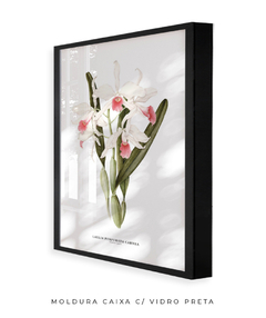 Quadro decorativo Orquídea Laelia Purpurata Carnea - loja online
