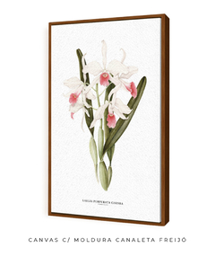 Quadro decorativo Orquídea Laelia Purpurata Carnea - comprar online