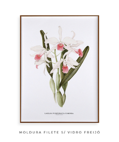 Quadro decorativo Orquídea Laelia Purpurata Carnea - comprar online