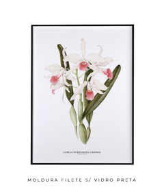 Quadro decorativo Orquídea Laelia Purpurata Carnea - Flowersjuls - Quadros decorativos botânicos | Aquarelas autorais