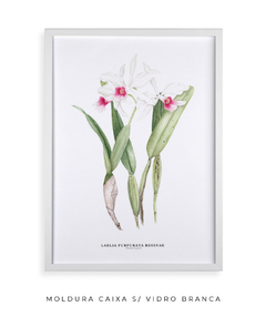 Quadro decorativo Orquídea Laelia Purpurata Reginae - Flowersjuls - Quadros decorativos botânicos | Aquarelas autorais