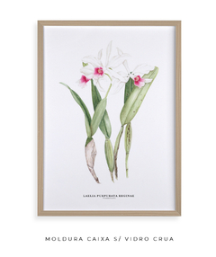 Imagem do Quadro decorativo Orquídea Laelia Purpurata Reginae