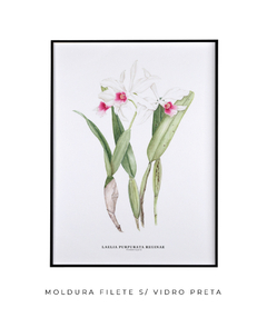 Quadro decorativo Orquídea Laelia Purpurata Reginae - loja online