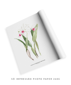 Quadro decorativo Orquídea Laelia Purpurata Reginae - comprar online