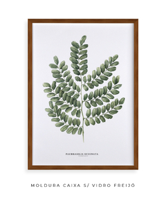 Quadro Decorativo Pau Brasil - comprar online