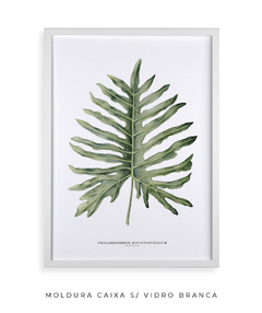 Quadro Decorativo Philodendron Guaimbé - Flowersjuls - Quadros decorativos botânicos | Aquarelas autorais