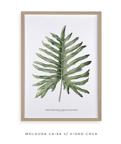 Imagem do Quadro Decorativo Philodendron Guaimbé