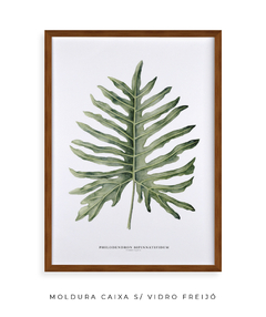 Quadro Decorativo Philodendron Guaimbé - comprar online