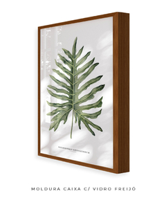Quadro Decorativo Philodendron Guaimbé na internet